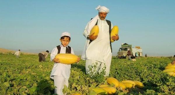 عکس شهر تایباد