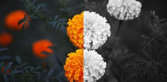 ایده برای عکس رنگی