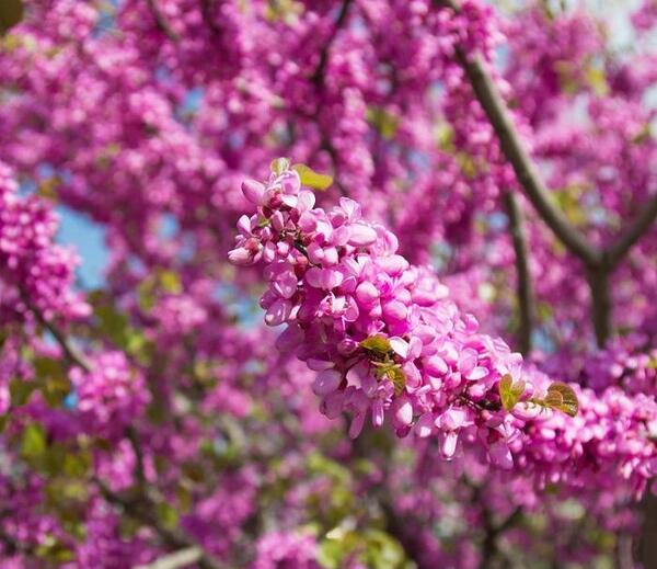 عکس معنی ارغوان