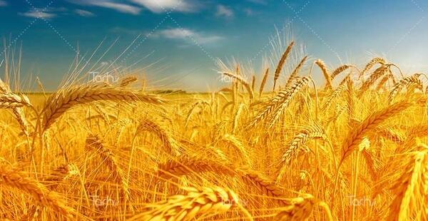 عکس گندم زار مزرعه