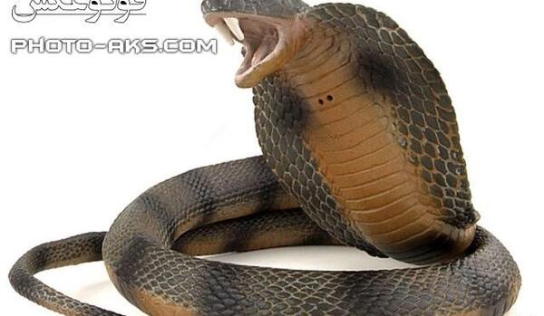 عکس وحشتناک مار کبری