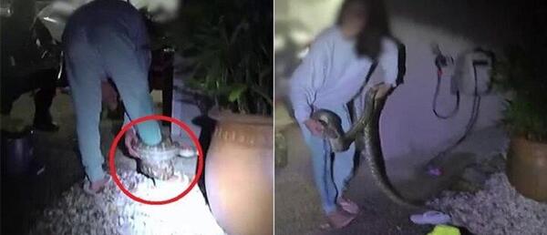 عکس وحشتناک مار کبری