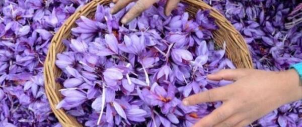 عکس زعفران پروفایل