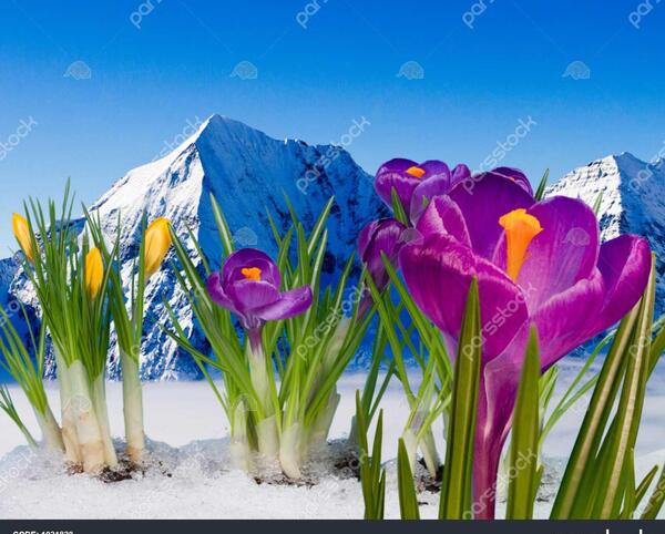 عکس زعفران پروفایل