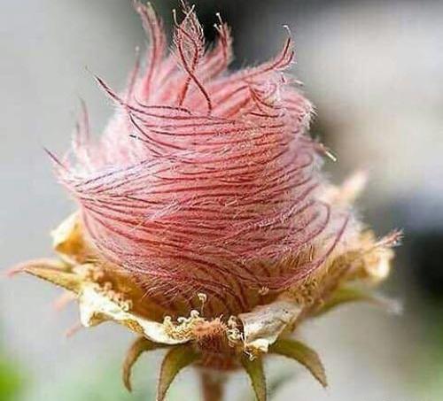عکس گل رز هندی