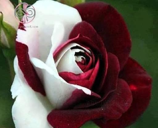 عکس گل رز هندی
