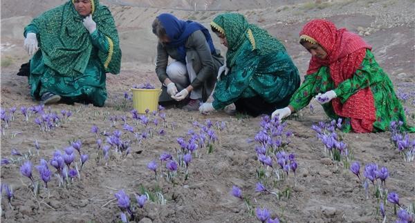 عکس از چیدن زعفران