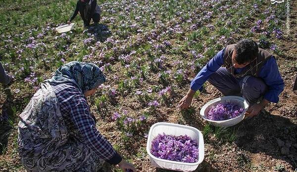 عکس از چیدن زعفران