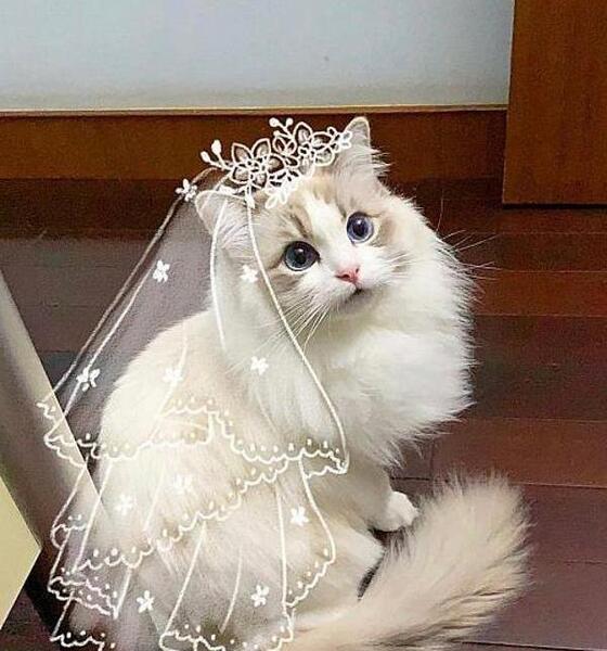 عکس پروفایل ست گربه