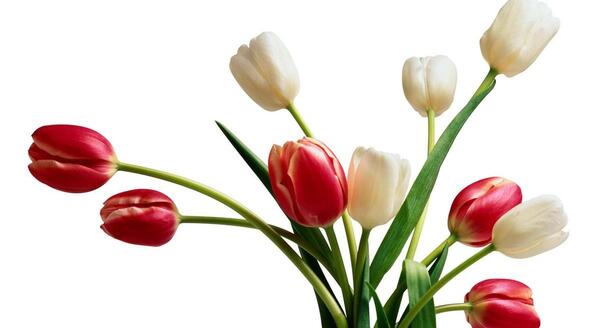 عکس پس زمینه گل