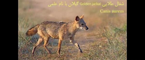 عکس سگ توره