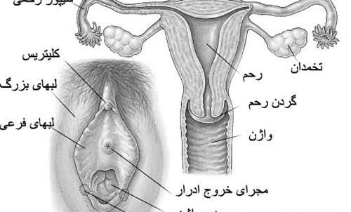 عکس واقعی بیرون زدگی رحم