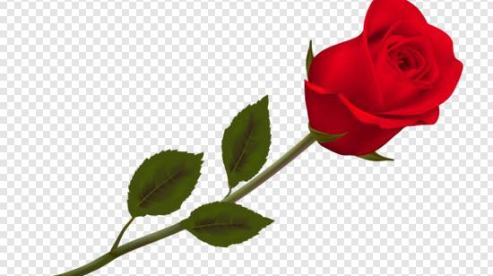 عکس png گل رز