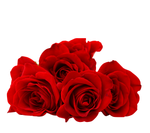 عکس png گل رز