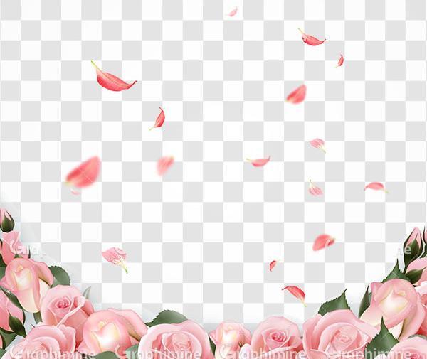 عکس png گل رز
