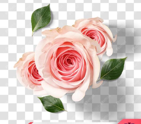 عکس png گل رز