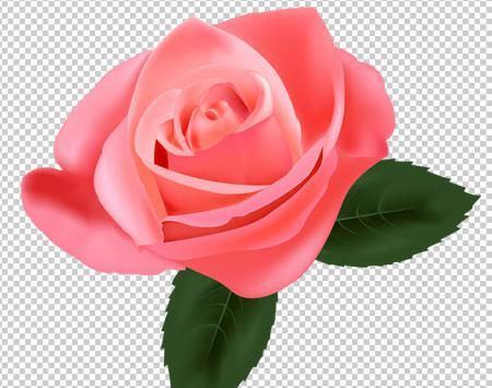 عکس png گل رز