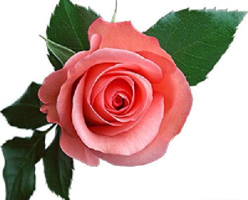 عکس png گل رز