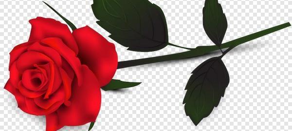 عکس png گل رز