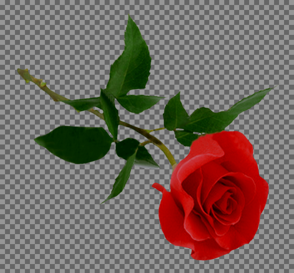 عکس png گل رز