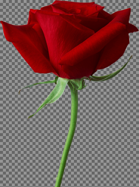 عکس png گل رز