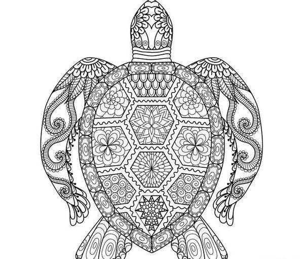 عکس خام لاک پشت