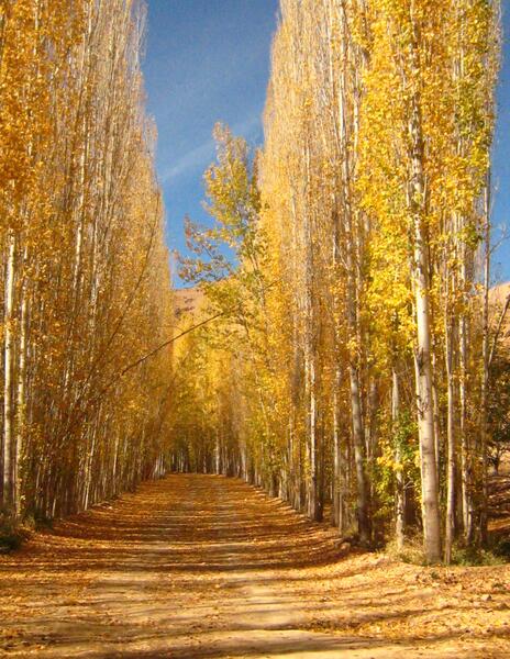عکس پاییز چله گاه