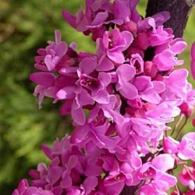 عکس ارغوان گل