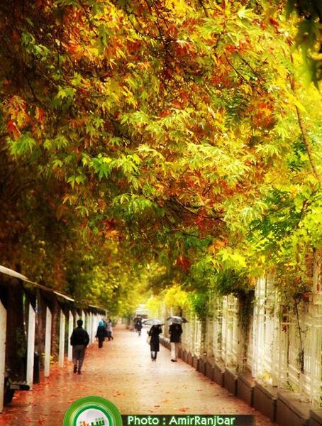 عکس پاییز خیابان ارم شیراز