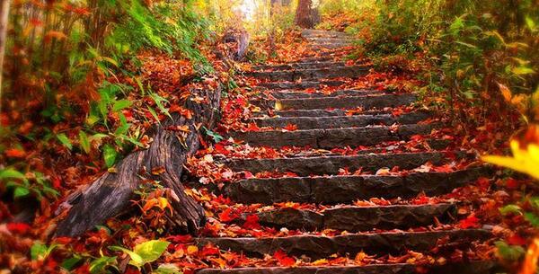 عکس پاییز خیابان ارم شیراز
