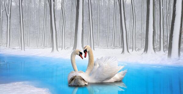 عکس نقاشی قو