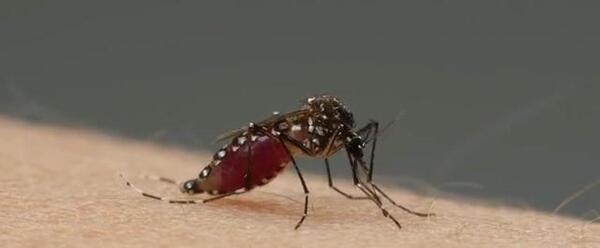عکس مکیدن خون توسط پشه
