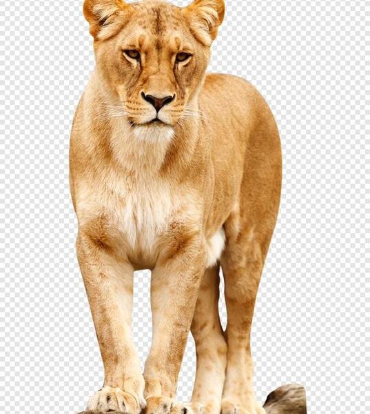 عکس شیر png