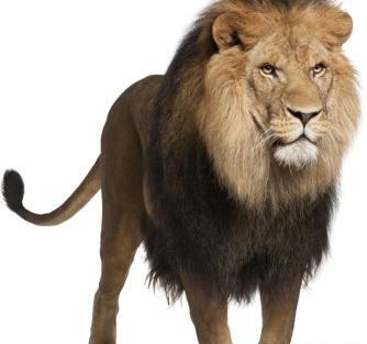 عکس شیر png