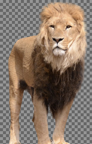 عکس شیر png