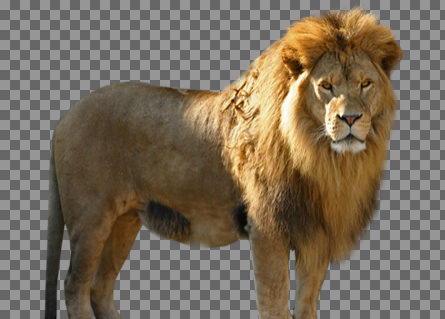 عکس شیر png