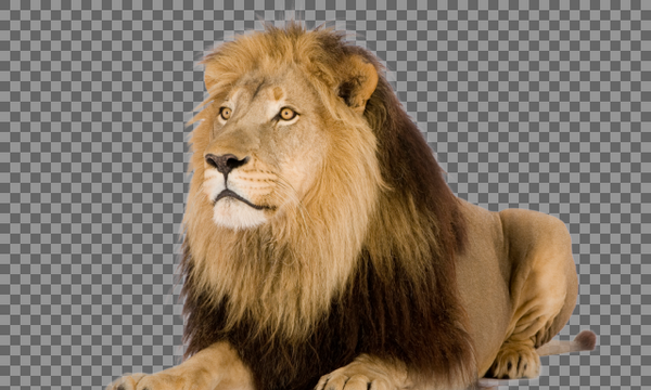 عکس شیر png