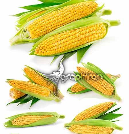 عکس با کیفیت از ذرت
