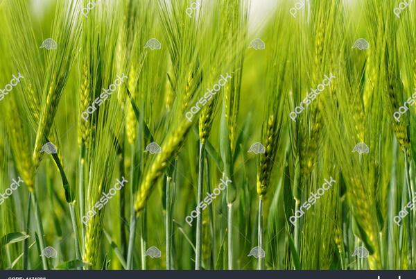 عکس تصاویر گندم زار سبز