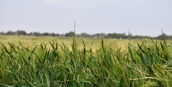 عکس تصاویر گندم زار سبز