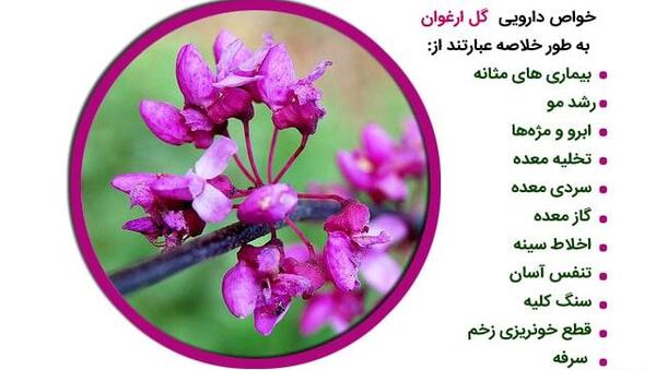 عکس گیاه ارغوان