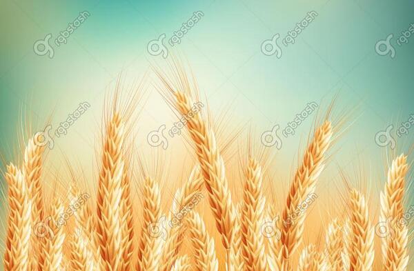 عکس فانتزی گندم زار