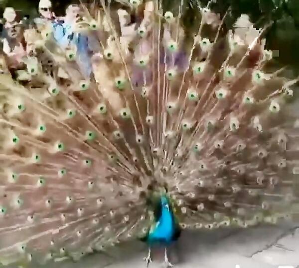 عکس طاووس با آهنگ