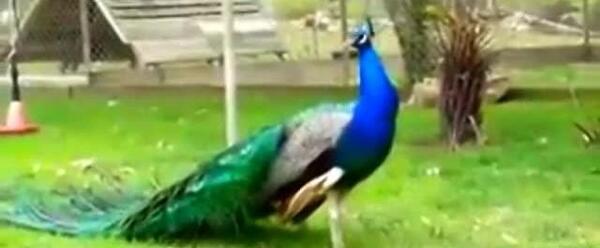 عکس طاووس با آهنگ