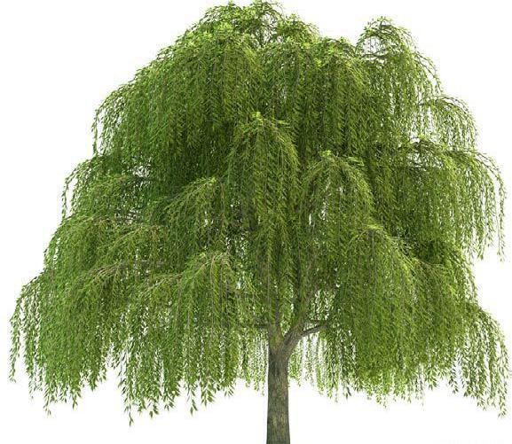 عکس نقاشی درخت بید مجنون