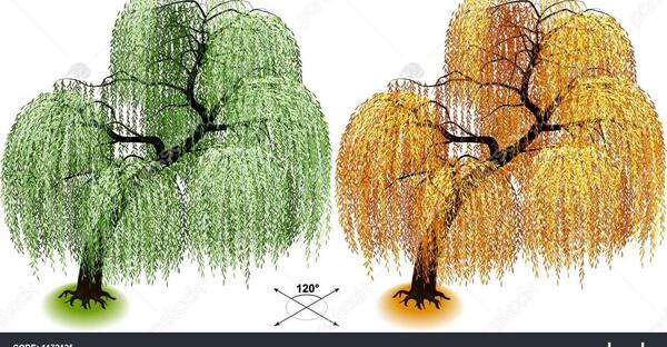 عکس نقاشی درخت بید مجنون