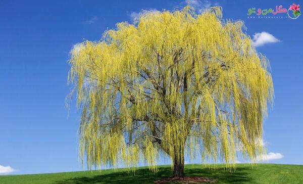 عکس نقاشی درخت بید مجنون