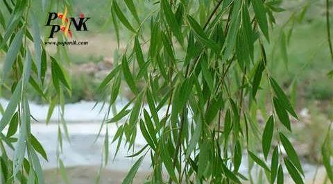 عکس نقاشی درخت بید مجنون