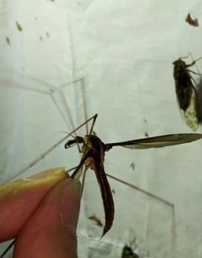 عکس یک پشه
