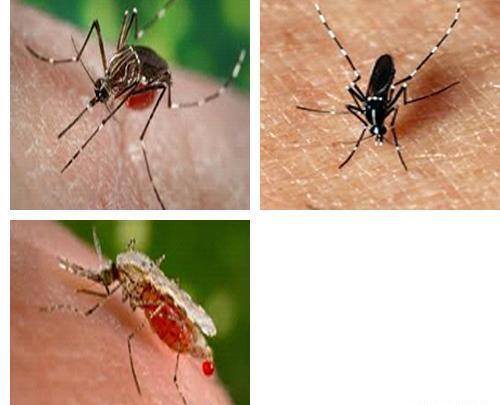 عکس یک پشه